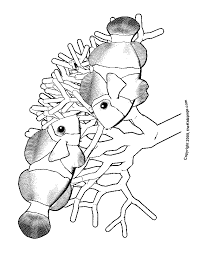 There's something for everyone from beginners to the advanced. Clown Fish Coloring Page Coloring Home