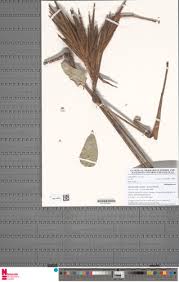 Image result for Hypselodelphys