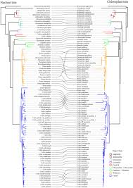 Image result for Chaetachme