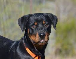 If you have any questions feel free to ask. Friends Of Katy S Promise Rottweiler Rescue Home Facebook