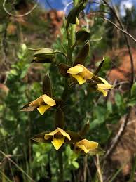 Image result for Disa walleri