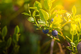Check spelling or type a new query. Pruning Blueberry Bushes Blueberry Bush Care