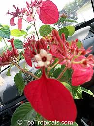 Image result for Mussaenda rivularis