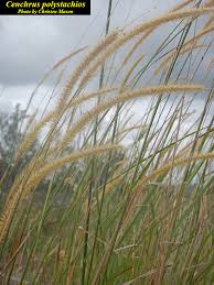 Image result for Cenchrus polystachios