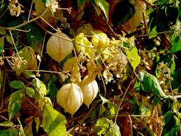 Image result for Cardiospermum grandiflorum