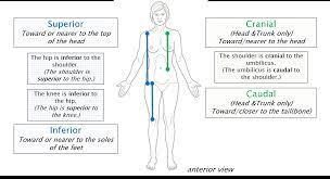 Superior and inferior superior (from latin super 'above') describes what is above something 21 and inferior (from latin inferus 'below') describes what is below it. Anatomical Terminology Anatomy 622 Coursebook