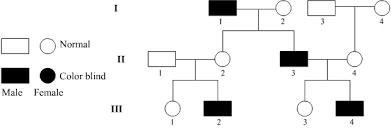 Could U Pls Present The Pedigree Analysis Of Colour