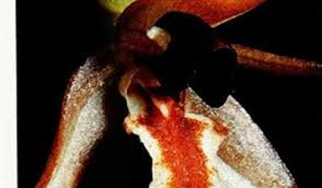 Image result for Didymoplexis