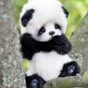 Dans la foule des visiteurs estivaux de beauval, les pandas géants de neuf ans, prêtés en 2012 par la chine, sont plus la chine récupérera le bébé panda de beauval d'ici à trois ans, lorsqu'il sera sevré. 3