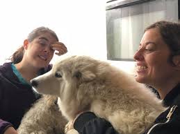 Profile for Samoyedo Galicia