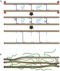 Plant growth and development depend on anisotropic cell expansion. Frontiers Cell Wall Mechanics And Growth Control In Plants The Role Of Pectins Revisited Plant Science