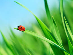 How to say ladybug in spanish. What The Origin Of The Word Ladybug Has To Do With Christianity Merriam Webster