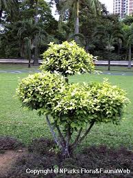 Maybe you would like to learn more about one of these? Ficus Microcarpa Golden