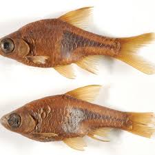 Image result for Heteromorpha sp. agg.