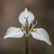 Image result for Moraea carsonii