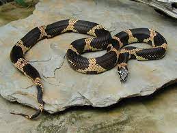 Kingsnake Com The Kingsnake And Milk Snake Page Eastern Kingsnake Milk Snake Snake Eastern