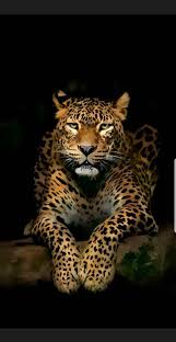 Pin By Posedionorion On Beautiful Animals Jaguar Animal Wild Animal Wallpaper Animals