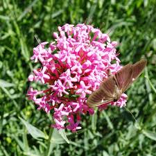 Image result for Valeriana capensis