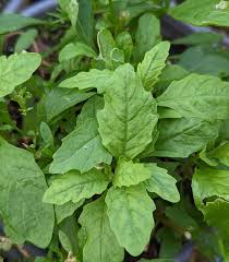 Image result for Dysphania