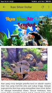 Ikan silver dollar (metynnis hypsauchen) berasal dari daerah tropis, amerika selatan. Ikan Hias Air Tawar Lengkap Fur Android Apk Herunterladen