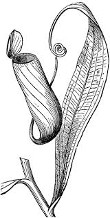 Black And White Images Of Pitcher Plant Nepenthes Plant Tattoo Carnivorous Plants Pitcher Plant