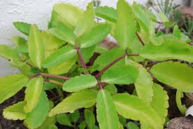 Image result for Bryophyllum