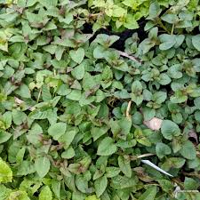 Image result for Monadenium herbaceum