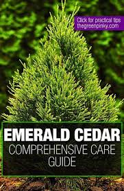Welcome to cedar hedge farm. Emerald Cedar Trees Everything You Need To Know Smaragd 2020 In 2021 Cedar Hedge Cedar Trees Cedar Garden