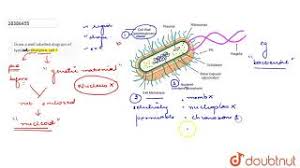 Maybe you would like to learn more about one of these? Draw A Well Labelled Diagram Of Typicla Prokaryotic Cell Youtube