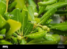 Image result for Pittosporum abyssinicum
