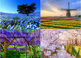 Ultimate Japanese Flowers Guide When Where To See 20 Famous Flowers Of Japan 2020 Edition Live Japan Travel Guide Find images of flower drawing. ultimate japanese flowers guide when