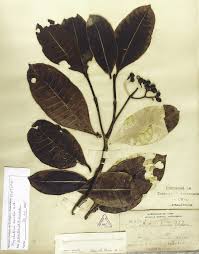 Image result for Psychotria hypsophila