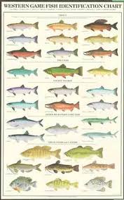 Western Gamefish