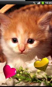 You can freely use this picture ✓ for commercial use ✓ no attribution required. Free Live Wallpaper Interactivity Personalisation Br Cute Kittens Hd Live Wallpaper This Collection Of High Quality Kittens Cutest Live Wallpapers Kitten