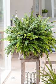 Maybe you would like to learn more about one of these? Green Lady Boston Fern Indoor House Plants Office Plants Delivered