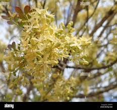 Image result for Ptaeroxylon obliquum