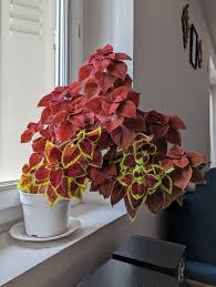 Image result for Coleus articulatus