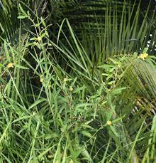 Image result for Corchorus schimperi