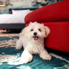 Ava loves paws pet resort!!! Hotel Specials For Hotel Indigo Dubai Business Bay
