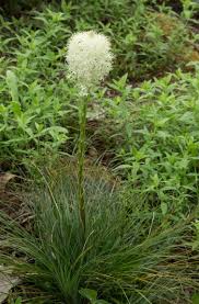 Image result for Rhinacanthus xerophilus