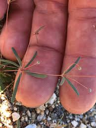 Image result for Hypertelis umbellata