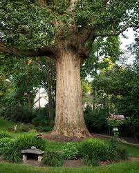 Image result for Marquesia acuminata