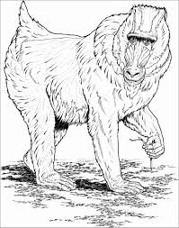 4th of july coloring pages (16). Baboon Coloring Pages Coloringbay