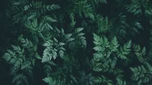 H e l l o l o v e l i e s this week i'm bringing you 50 shades of green, from pastels to deep. Dark Green Aesthetic Desktop Wallpapers Top Free Dark Green Aesthetic Desktop Backgrounds Wallpaperaccess