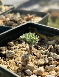 Image result for Eriospermum