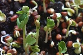 We did not find results for: Beberapa Contoh Percobaan Percobaan Sains Dalam Biologi Pendidikan Dan Sains