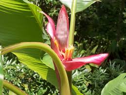 Image result for Musa ornata