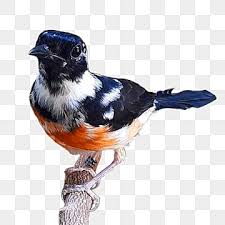 Johann georg wagler seorang naturalis jerman pada tahun 1827 yang memperkenalkan genus copsychus, ia membagi. Gambar Murai Batu Png Murai Vectorart Animal Logo Pretty Birds Magpie Art Cara Menghilangkan Kutu Pada Burung Murai Batu Bisa Anda Lakukan Dengan Air Rebusan Daun Sirih