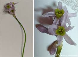 Image result for Tulbaghia alliacea