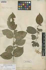 Image result for Cassipourea